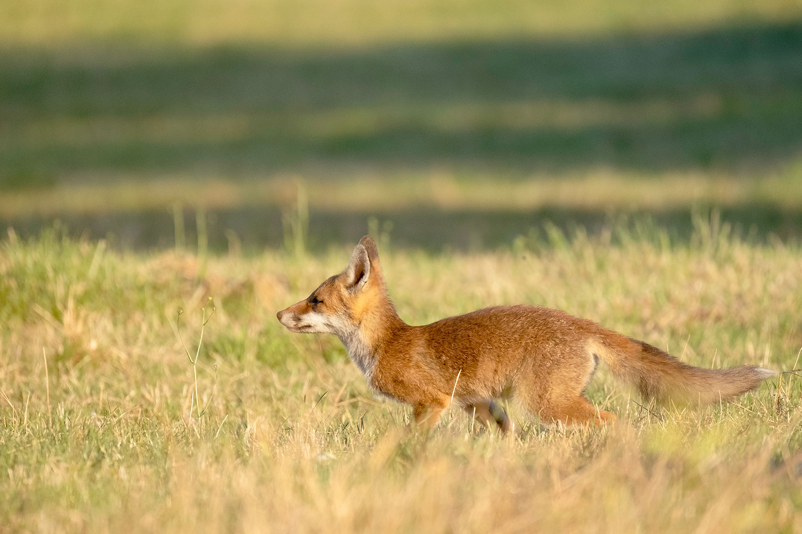 Jeune renard