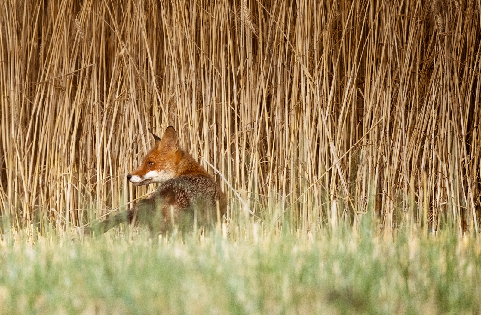 Renard dans les champs de blé