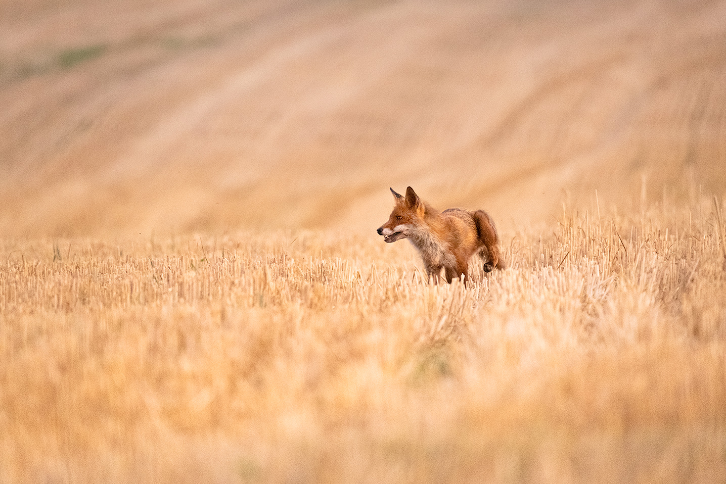 Renard marquant son territoire