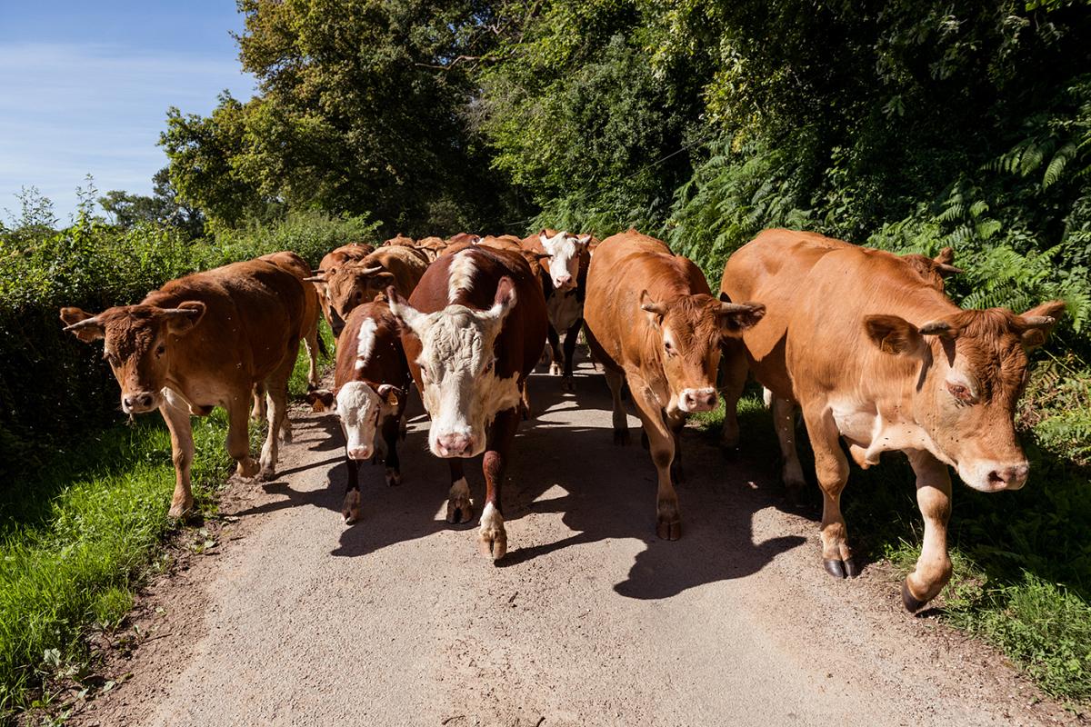 Déplacement vaches