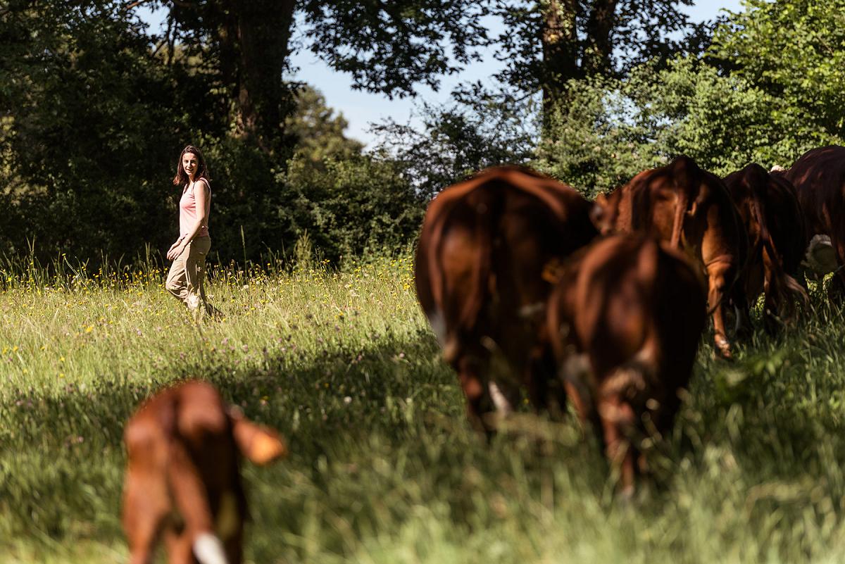 Déplacement vaches bio