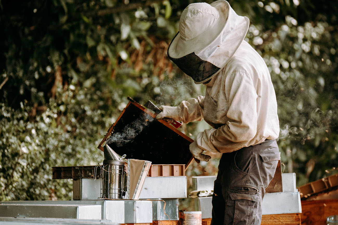 Vérification rucher Ruche Ô