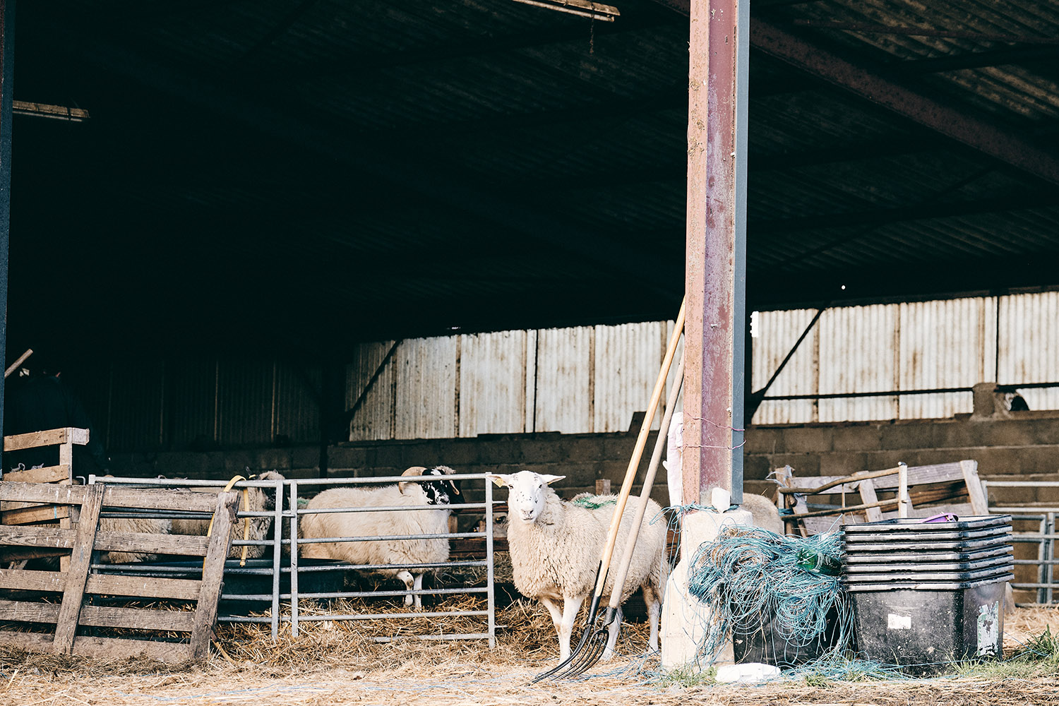 Les moutons sont prêts