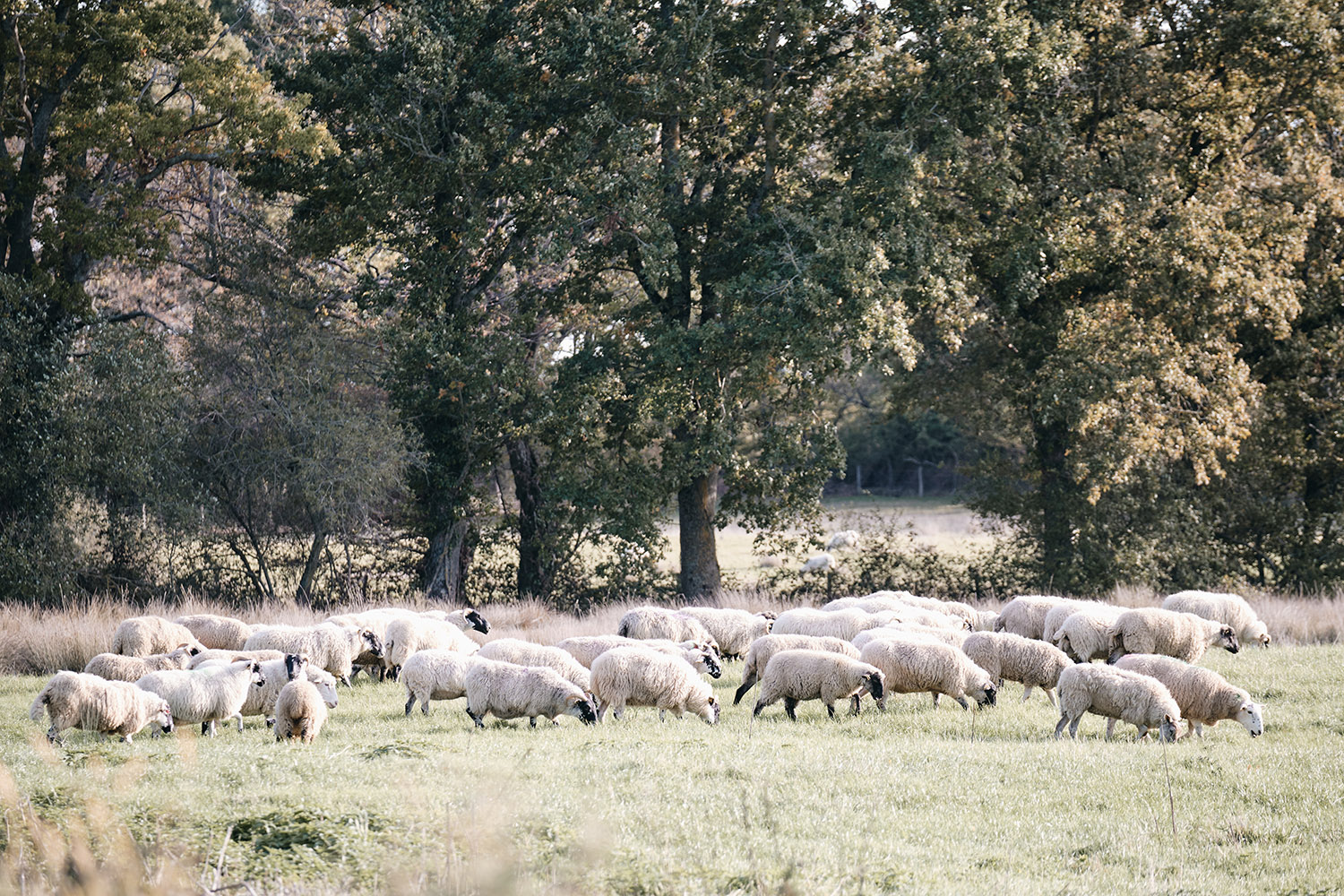 Moutons au pré